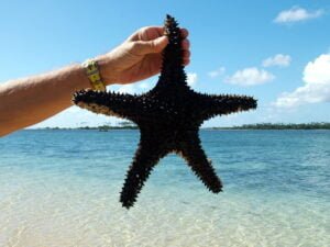 Hand holding Starfish