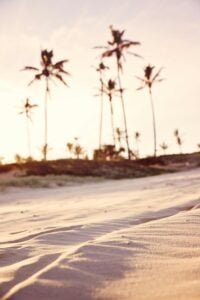 close up of sand with coconut trees in background