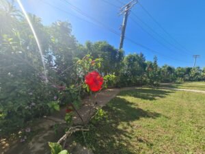 Flower garden 