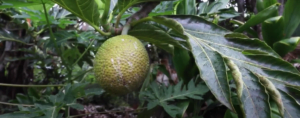 Breadfruit tree