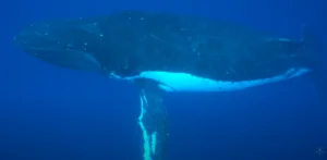whale in the water